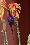 Tacazze Sunbird